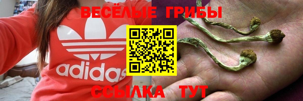 Псилоцибиновые грибы Cubensis  Вход с VPN  Егорьевск 